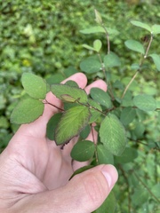 Symphoricarpos
