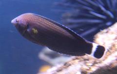 Anampses lineatus