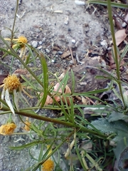 Adenophyllum anomalum