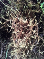 Leptodontium