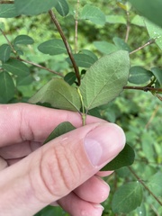Symphoricarpos