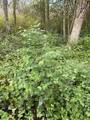 Symphoricarpos