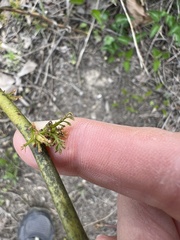 Phyllocoptes fructiphilus