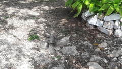 Ctenosaura similis similis