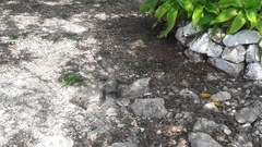 Ctenosaura similis similis