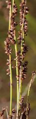 Elegia hookeriana