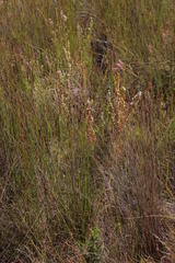 Elegia hookeriana