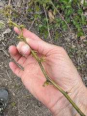 Phyllocoptes fructiphilus