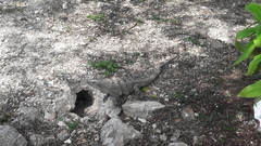 Ctenosaura similis similis