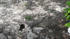 Ctenosaura similis similis