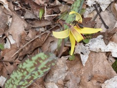 Andrena erythronii