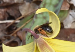 Andrena erythronii