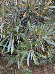 Pouteria salicifolia