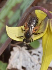 Andrena erythronii