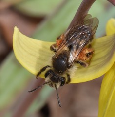Andrena erythronii