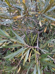 Pouteria salicifolia