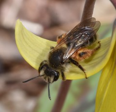 Andrena erythronii