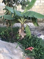 Musa