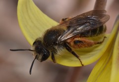 Andrena erythronii