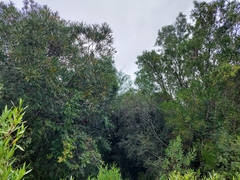 Pouteria salicifolia