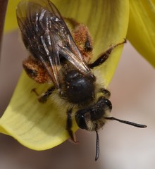 Andrena erythronii