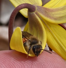 Andrena erythronii
