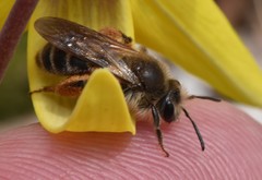 Andrena erythronii