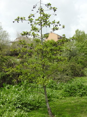 Alnus lusitanica