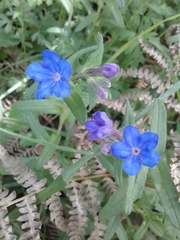Glandora prostrata lusitanica