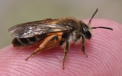 Andrena erythronii