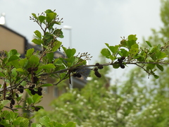 Alnus lusitanica