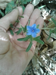 Glandora prostrata lusitanica