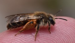 Andrena erythronii
