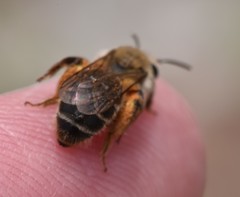 Andrena erythronii