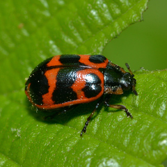 Chrysomela interrupta