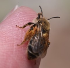 Andrena erythronii