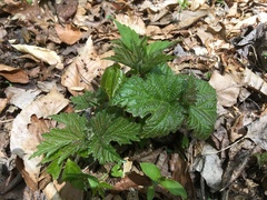 Urtica platyphylla
