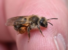 Andrena erythronii
