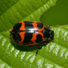 Chrysomela interrupta
