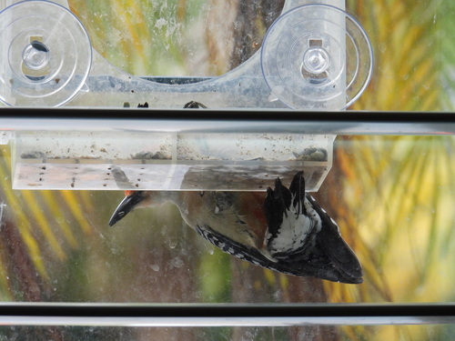 Melanerpes carolinus image
