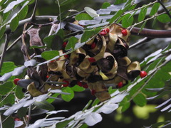 Adenanthera
