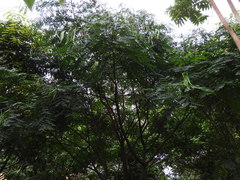 Adenanthera