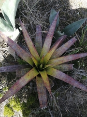 Tillandsia lajensis