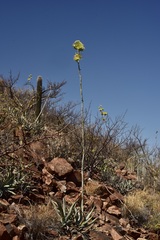 Agave cerulata subcerulata