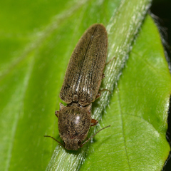 Gambrinus griseus