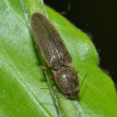 Gambrinus griseus