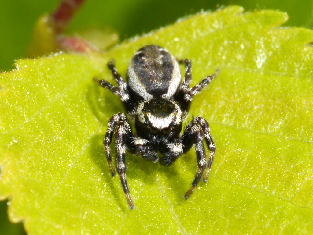 Pelegrina montana