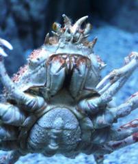 Macrocheira kaempferi