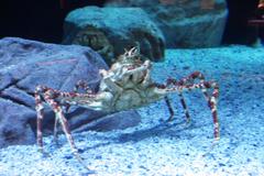 Macrocheira kaempferi