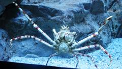 Macrocheira kaempferi